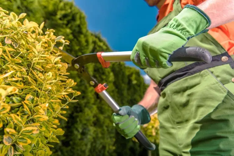 Gardener trimming hedge with large shears outdoors